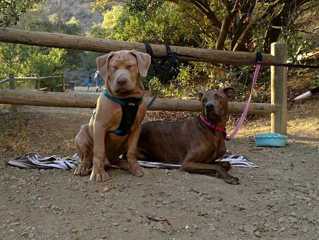 Dog Park Paradise Falls Thousand Oaks