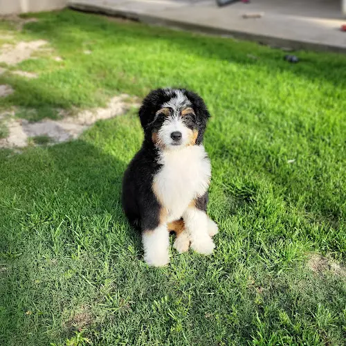 Dog breeder The Canine Society Costa Mesa