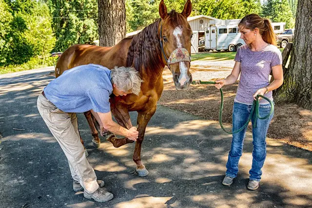Pet vet Del Oeste Equine Hospital LLC Eugene