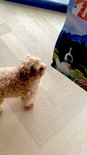 Pet boarding service Wag Pet Market LLC Tacoma
