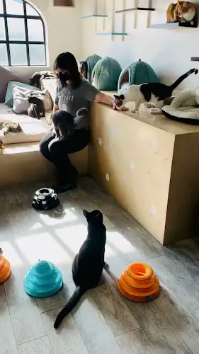 Rescue & Shelter CatCafe Lounge | Cats + Kittens + Catio Inglewood