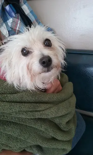 Pet boarding service Blue Cross Pet Hospital Burbank