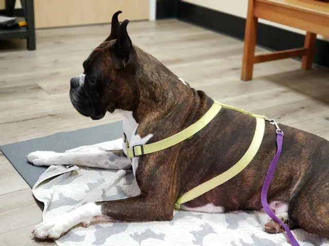 Pet vet Calabasas Animal Clinic & Holistic Veterinary Center Thousand Oaks