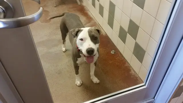 Pet vet SPCA for Monterey County Veterinary Clinic Salinas