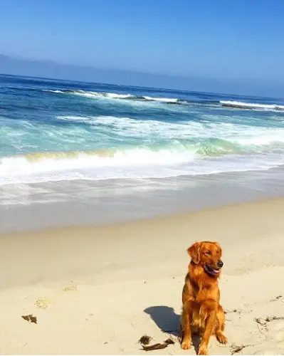 Pet boarding service Woofs and Wags San Diego San Diego