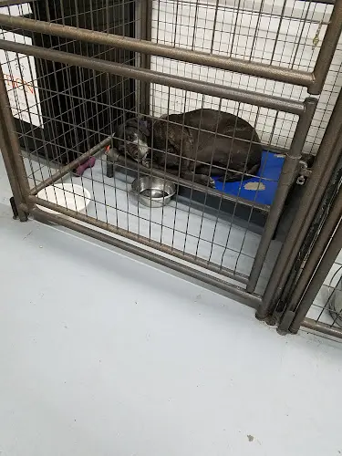Dog breeder The Milo Foundation Richmond