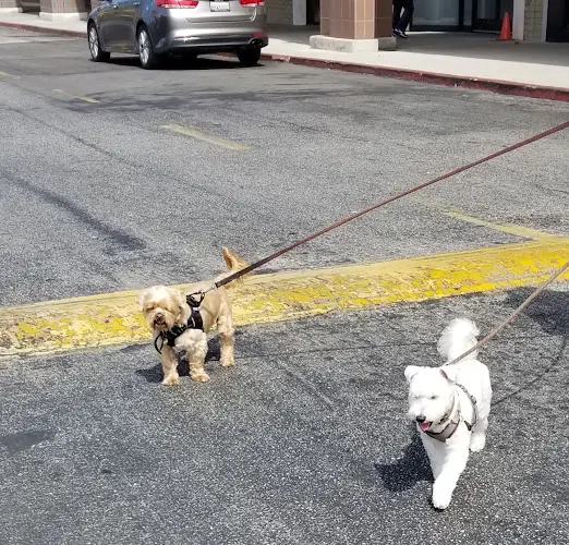 Dog breeder Petco Los Angeles