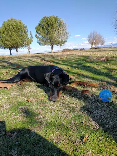 Dog Park Panorama Park Bakersfield