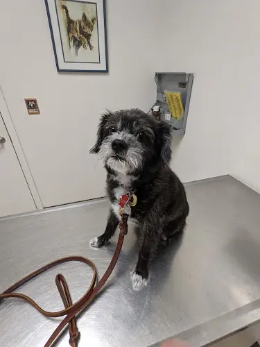 Pet boarding service Companion Pet Hospital Antioch