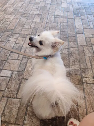 Dog Grooming Cuts N Cuddles Dog Grooming Simi Valley