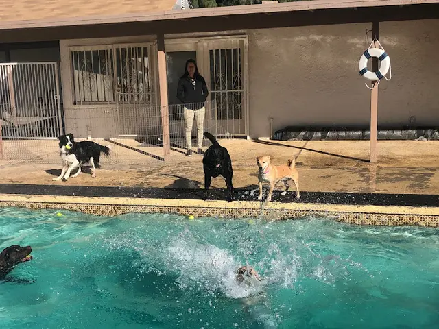 Pet vet The Grand Paw Indio
