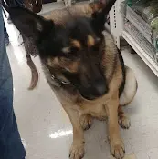 Pet vet Petco Vaccination Clinic Riverside