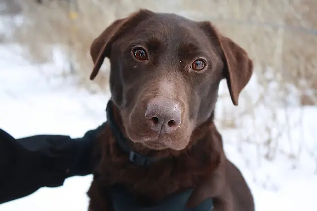 Dog breeder Northwest Labradors Gresham