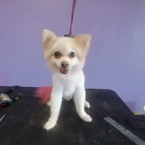 Dog Grooming Loyal Paws Pet Grooming Moreno Valley