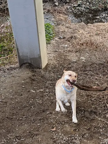 Dog Park Little Squalicum Park Bellingham