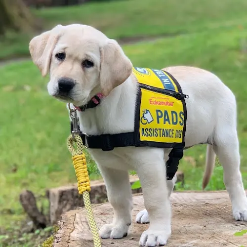 Dog breeder Pacific Assistance Dogs Bellingham