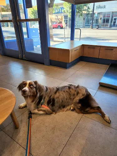 Pet vet Modern Animal Burbank