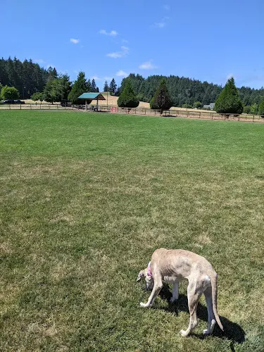 Dog Park Thatcher Dog Park Hillsboro