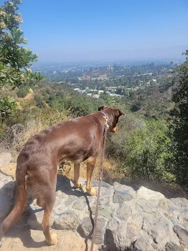 Dog Park Fryman Canyon Park Burbank