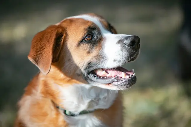Dog day care center Alpine Veterinary Clinic Bend