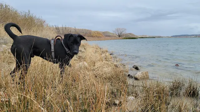 Dog Park Quail Lake - Recreation Area Lancaster
