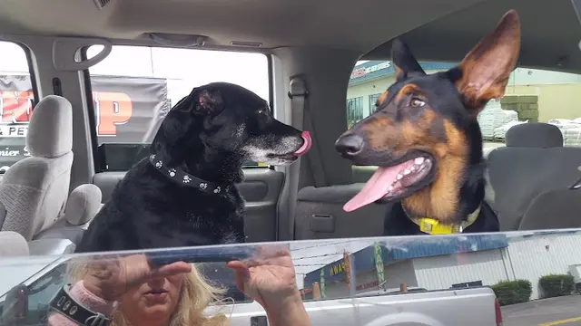 Dog breeder Roundup Bakersfield