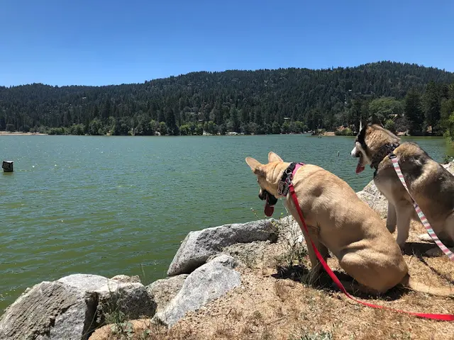 Dog Park Lake Gregory Regional Park San Bernardino