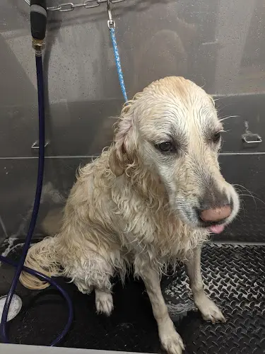 Dog breeder The Yuppy Puppy Spokane