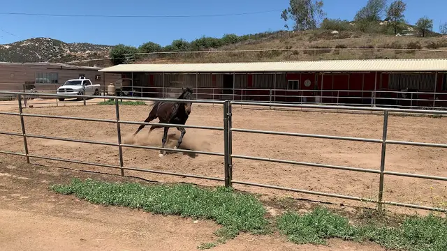 Pet boarding service Escondido Equestrian Center for Natural Horsemanship Escondido