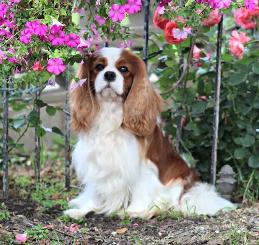 Dog breeder Diamond Valley Ranch Victorville