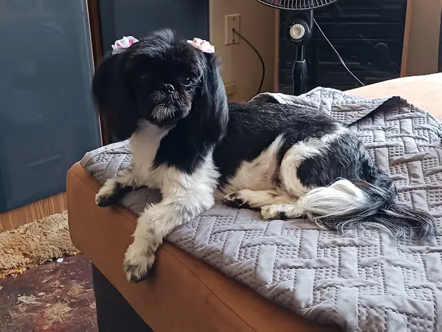 Pet vet Palm Ridge Grooming Gallery Chula Vista