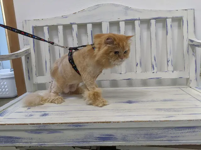 Pet boarding service Purrfect Cat Boarding Shoreline Seattle