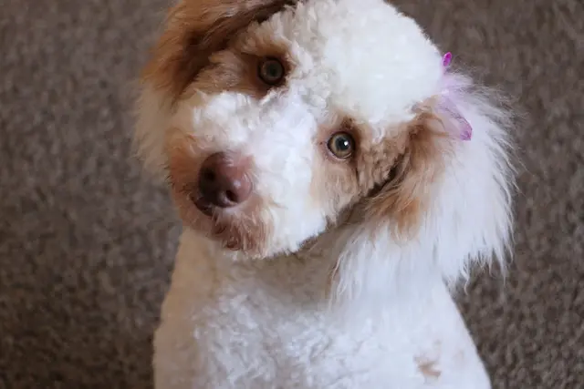 Dog Grooming Brigitte's Dog Grooming Anchorage