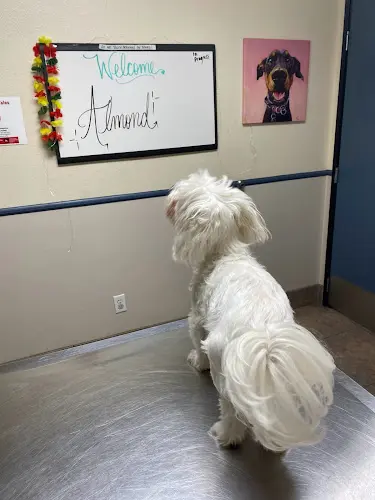 Pet vet Villa Park Animal Clinic Orange