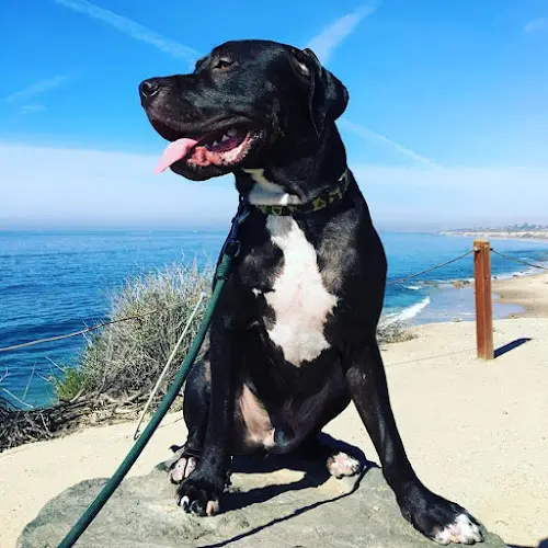 Dog day care center Surf City Pet Hospital Huntington Beach