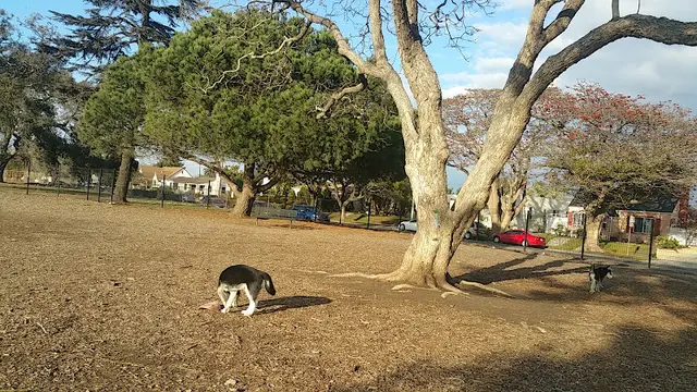 Dog Park Dog Park Inglewood
