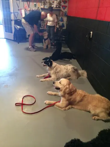 Dog trainer iSpeak Dog! Norwalk