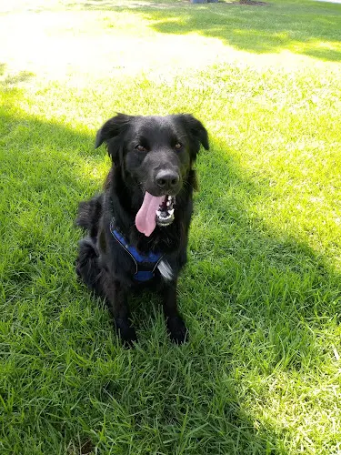 Dog walker Walmerado Park West Covina