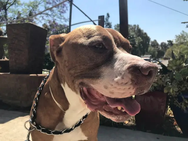 Rescue & Shelter Doggie Bonez Costa Mesa