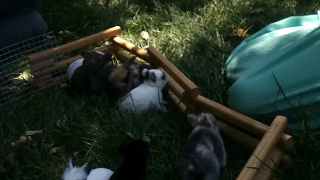 Dog breeder Blue Diamond Family Pups Redding