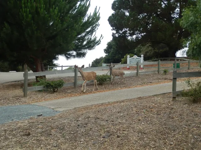 Dog Park Old Highlands Park Hayward