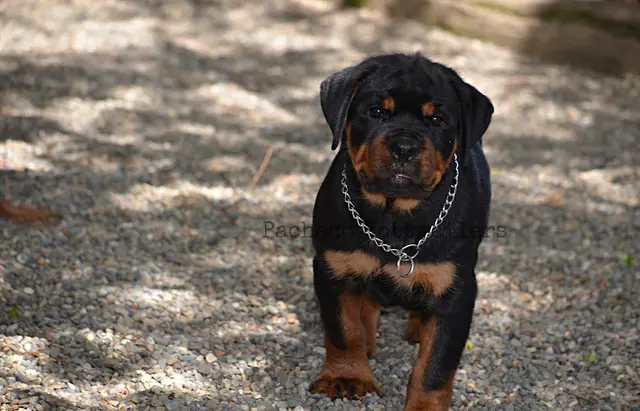 Dog breeder Pacheco Rottweilers LLC Everett