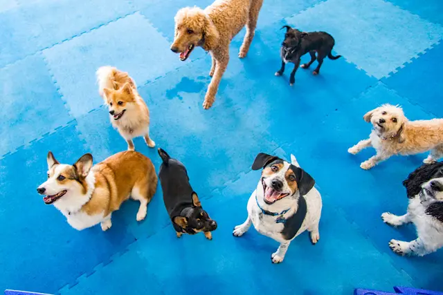 Pet vet DogTown Gresham