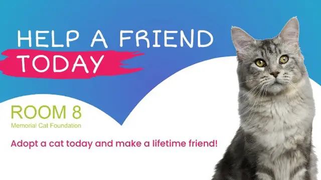 Pet vet Room 8 Memorial Cat Foundation Jurupa Valley