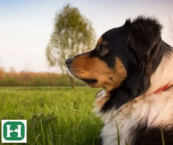 Pet vet Banfield Huntington Veterinary Hospital Pasadena