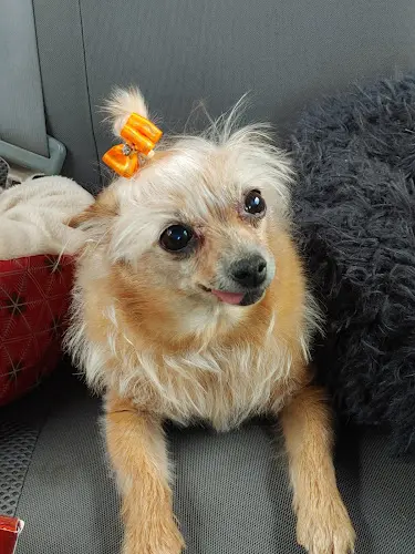 Dog Grooming Zelda's Pet Grooming Beaverton