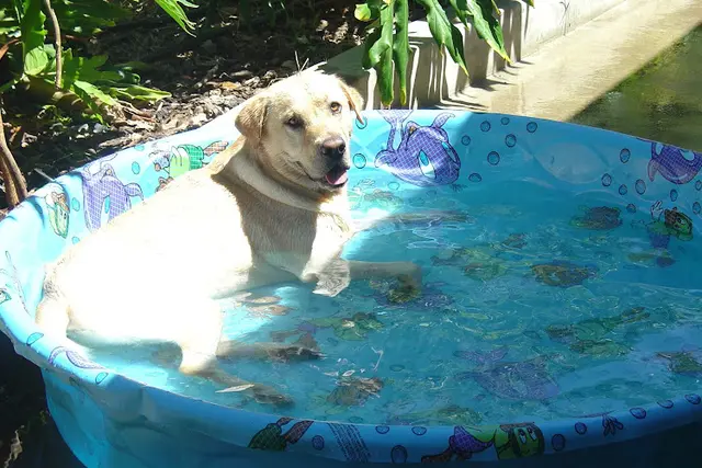 Dog trainer Yoder Labradors Oceanside
