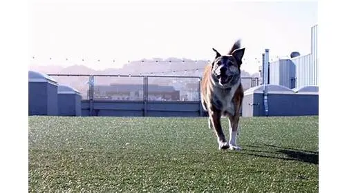 Dog day care center Wag Hotels Santa Clara