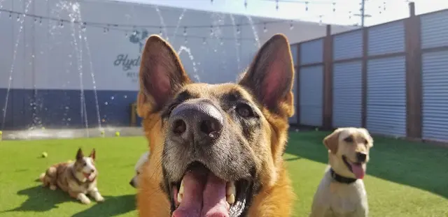 Dog trainer HYDRANT Pet Hotel Costa Mesa