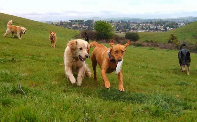 Dog trainer Bow Wow Ventures San Leandro